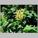Hedychium gardnerianum.jpg